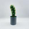 Artificial Cactus Simulation Green Plant Bonsai For Indoor And Decor Desktop
