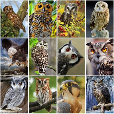 5D DIY Diamond Painting Eagle Craft Kit Full Round Drill Diamond Embroidery Animal Pictures of Rhinestones Handmade Art Gift