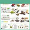 25 Piece Realistic Insect Growth Cycle Card Set Featuring Worm Ladybug Dragonfly Frog Snail Models
