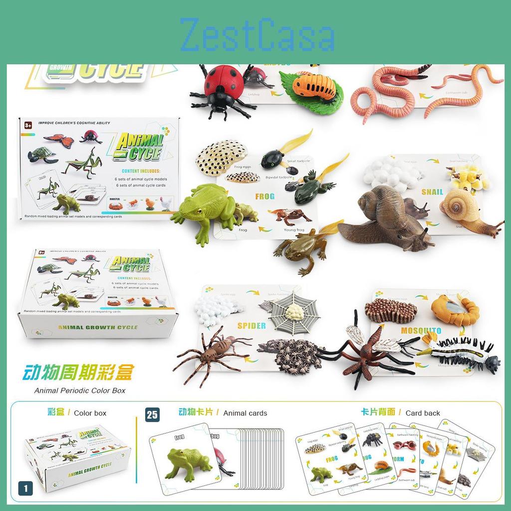 25 Piece Realistic Insect Growth Cycle Card Set Featuring Worm Ladybug Dragonfly Frog Snail Models