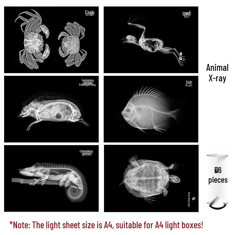 Kindergarten Light and Shadow Games: Human and Animal Theme Teaching Aids