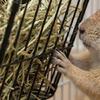 Professional Quality Hays Rack Rabbit Food Dispenser Grass Holder Rabbit Hays Feeders Rack for Goat Sheep