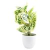 Flower Foliage  Potted Bonsai Office Decor