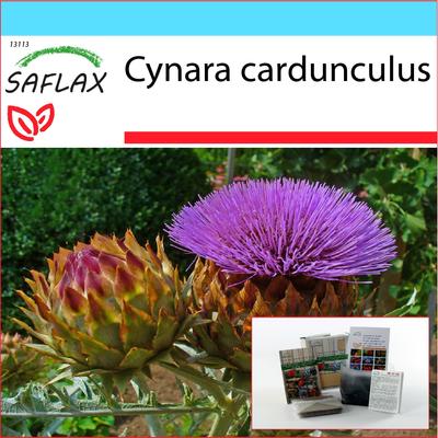 Gift Set - Cardoon / Spanish Artichoke - 50 Seeds - With Gift Box, Card, Label and Potting Substrate - Cynara Cardunculus
