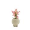 Retro High-Leg Ceramic Flower Pot for Phalaenopsis, Green Radish, and Spider Plant in Cream Style