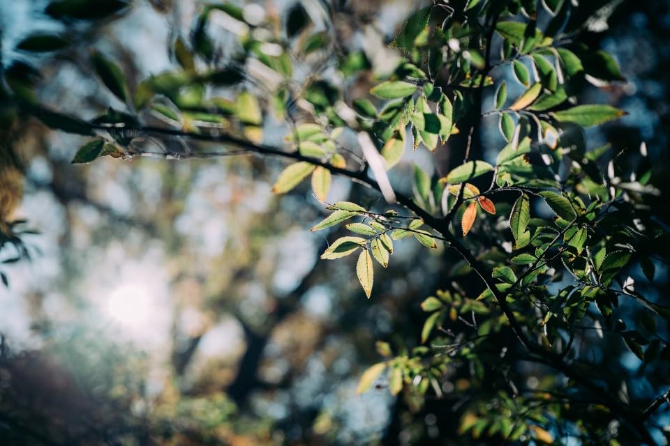 Thypoch SIMERA 28mm Lens for Nikon Z Mount Mirrorless Manual Black F1.4 ASPH. Full-Frame Cameras, Focus,