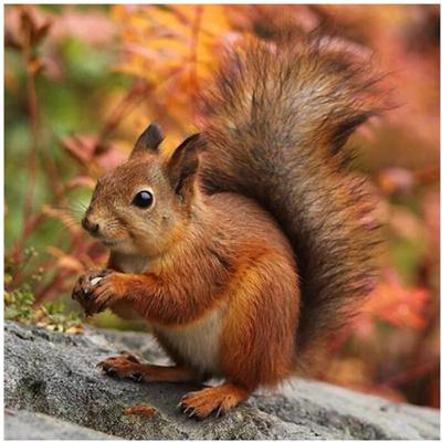 Full 5D Diy Diamond Painting Cute Squirrel Diamond Embroidery Cross Stitch Home Decor Handmade Gifts