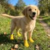 4PCS Adjustable Dog Foot Cover Breathable Anti-slip Pet Socks Pet Supplies Dog Mesh Shoes  Snow