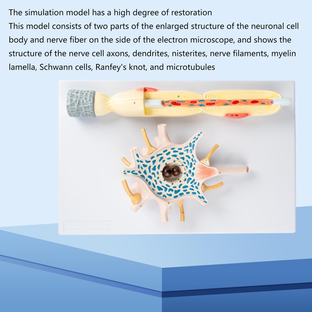 Neuron Amplification Model, Human Anatomy Model, Neuronal Cell Body and Nerve Fiber Structure Amplification Model Teach