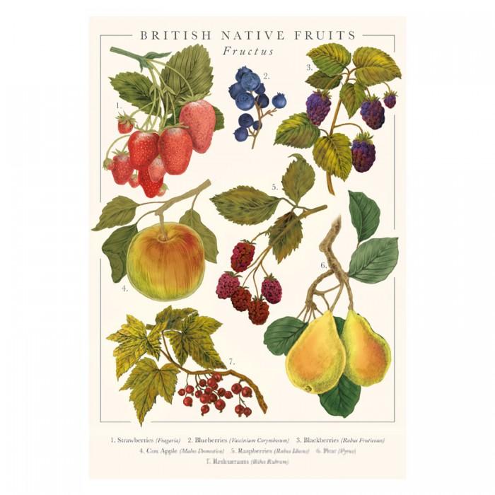 Tall Boy Prints British Native Fruits Print