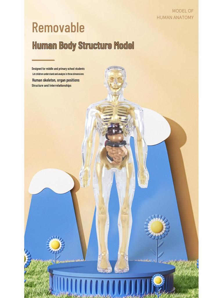 Kids' Educational Human Anatomy Model: Assembled Skeleton & Organ Teaching Aids.