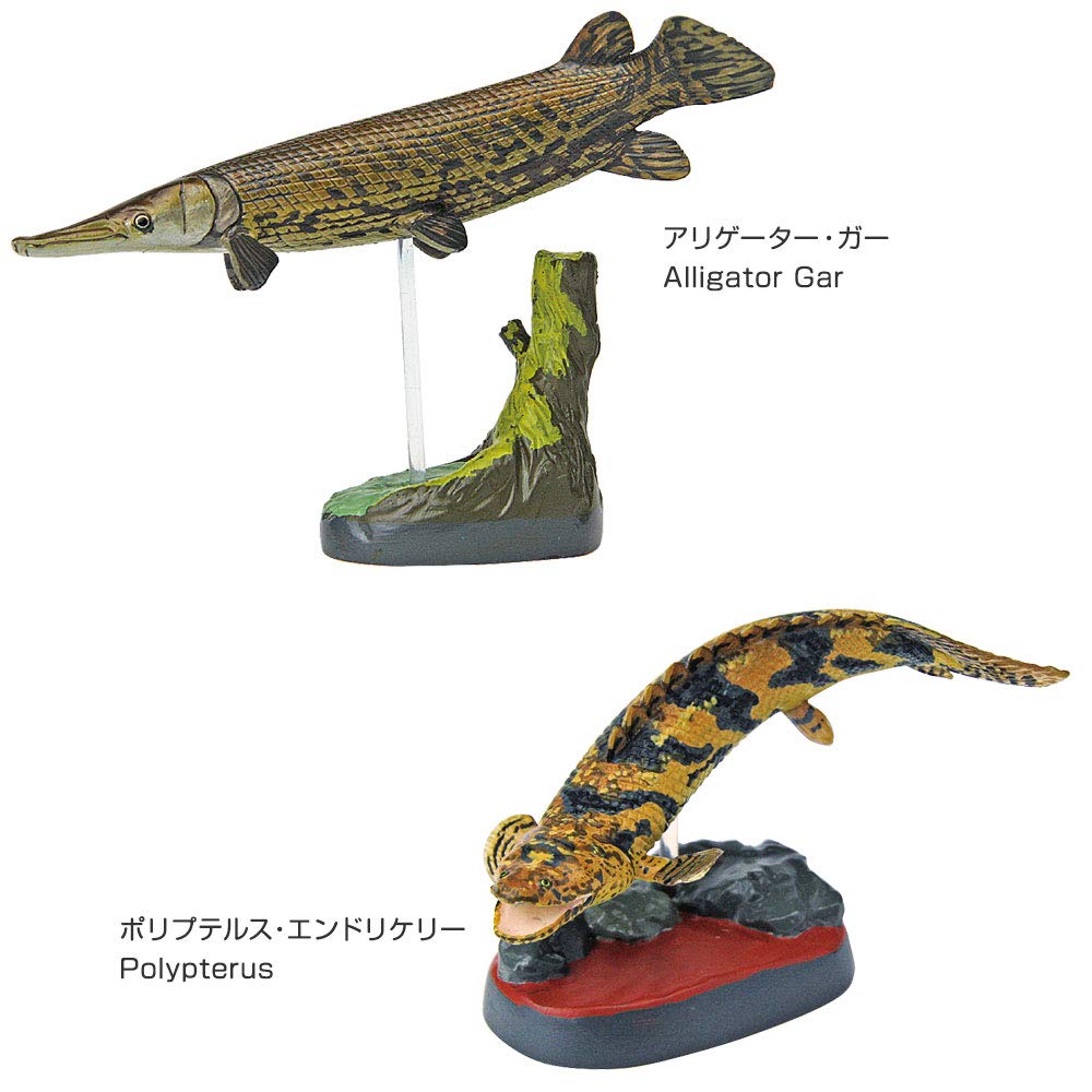 Carolata Ancient Fish Figure 3D Encyclopedia Creatures 7 Species With Realistic Figure Box Educational Toy Birthday Present Gift Sanitation Law Figure