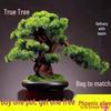 Potted Pine Bonsai for Indoor Living Room - Real Tree Landscape Decoration