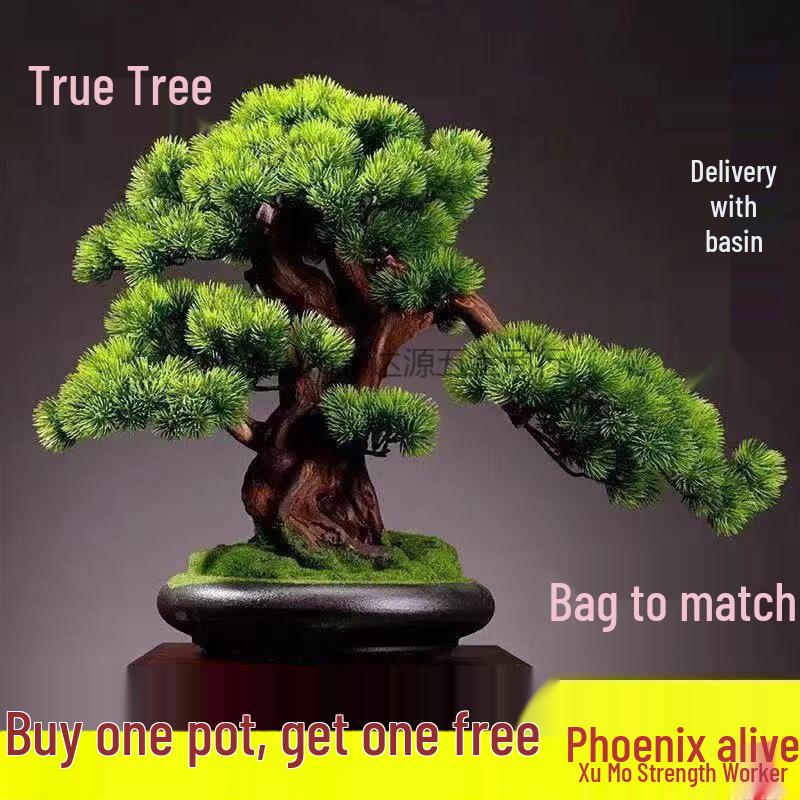 Potted Pine Bonsai for Indoor Living Room - Real Tree Landscape Decoration