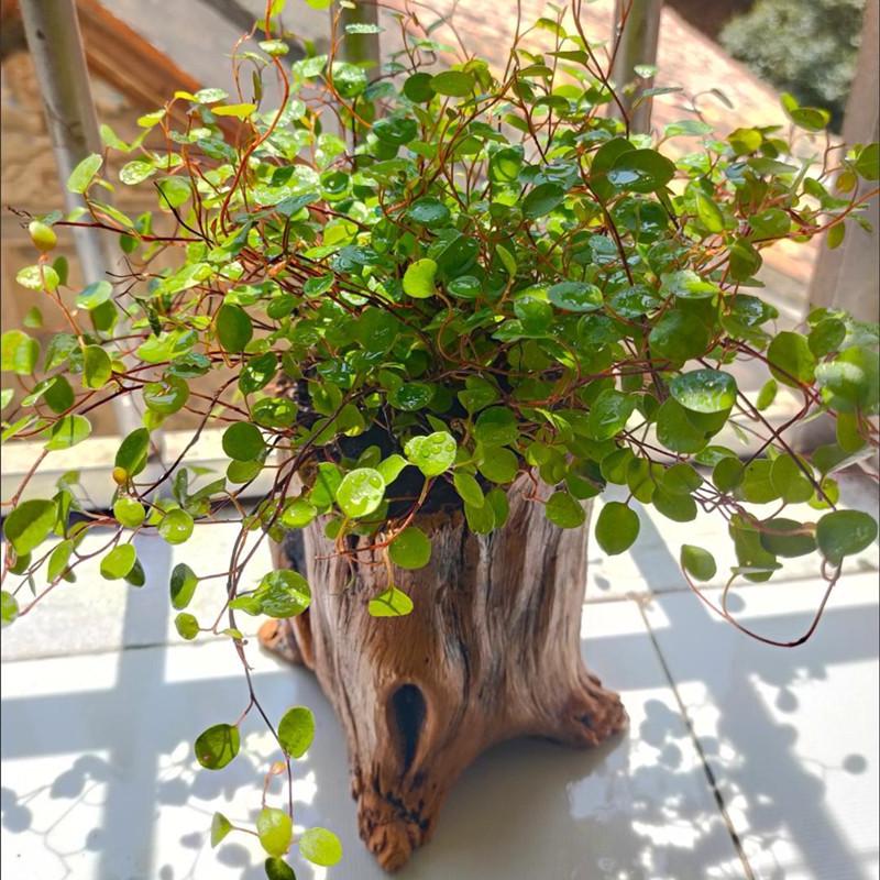 Creative Retro Cement-Look Tree Stump Succulent Planter