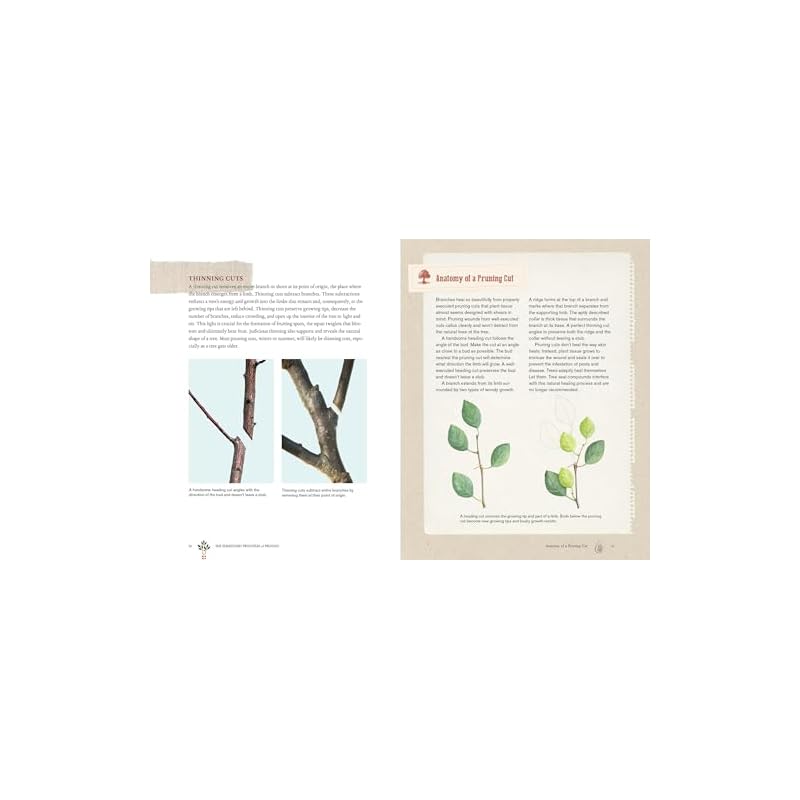 Grow a Little Fruit Tree: Simple Pruning Techniques for SmallSpace, EasyHarvest Fruit Trees
