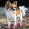 4 Pcs Dog Shoes Breathable Mesh Dog Boots for Summer Hot Pavement Anti-Slip Sole Paw Protector for Small Medium And Large Dogs