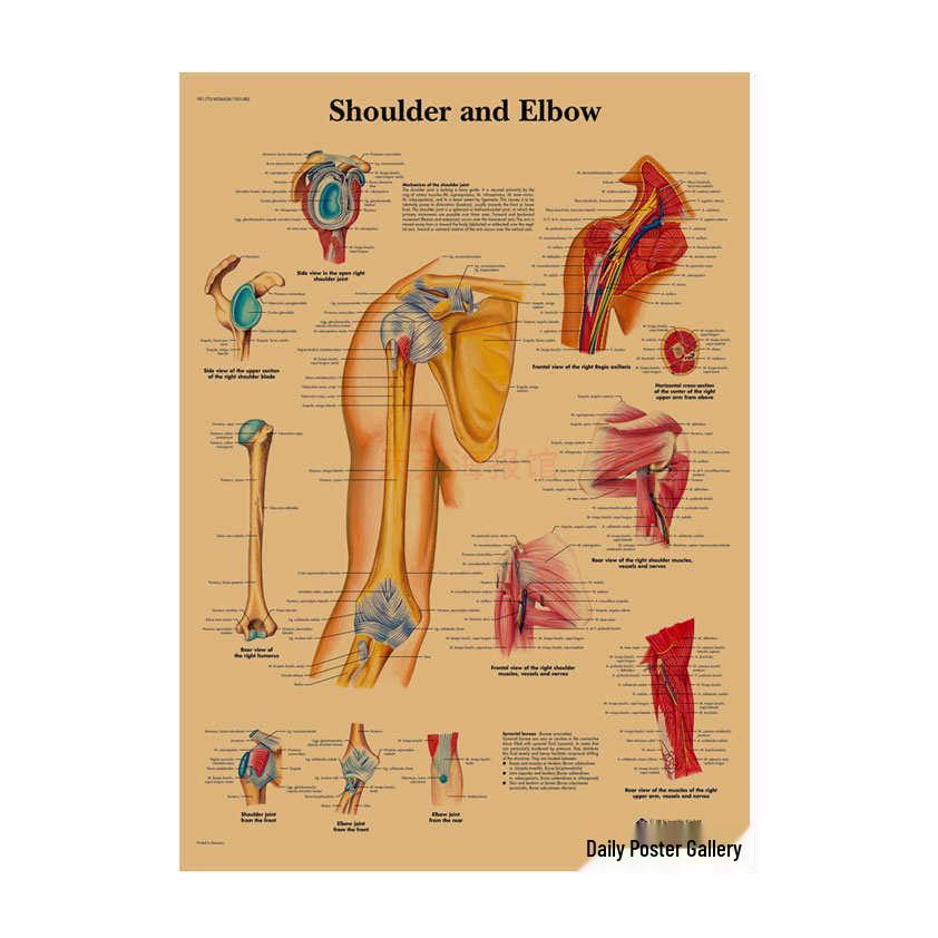 Anatomie kosterního svalstva Diagram Retro plakát pro výzdobu třídy Nástěnné umění (584)