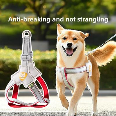 Köpek – Köpek Tasmaları ve Tasma Kayışları
