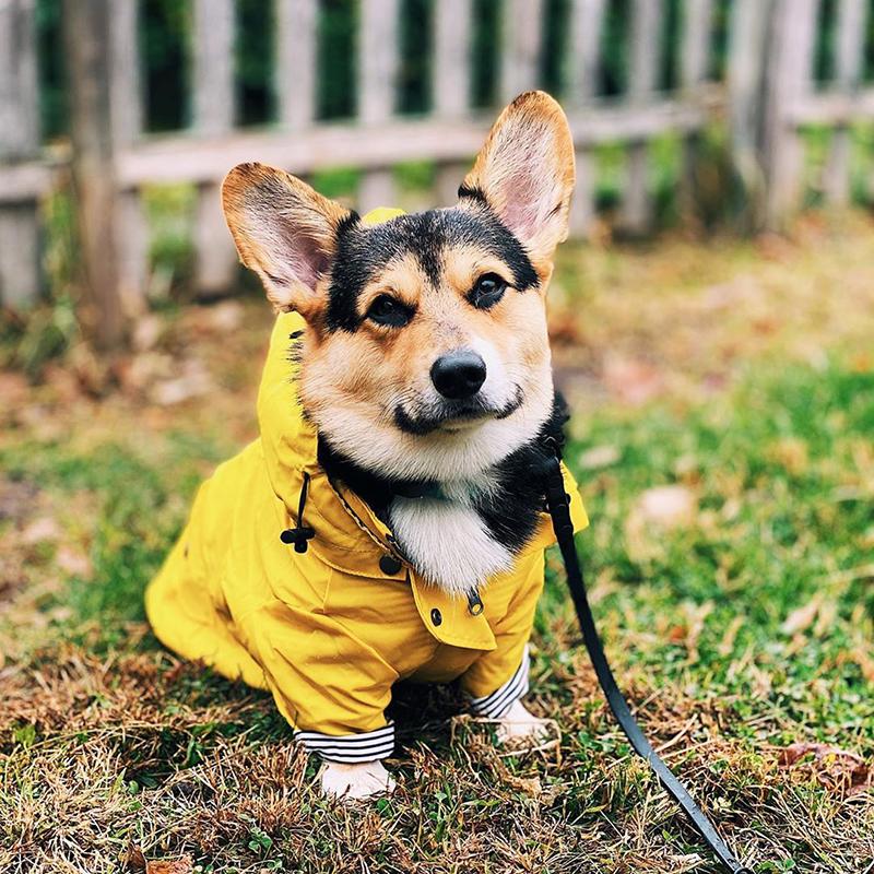 Pet Dog Coat Waterproof Jacket for Small Medium Large Dogs Cats Pet Raincoat Dog Sport Hoodies Popa Perro Pet Fashion Clothes