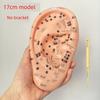 Teaching Version Auricular Points Model Multi-Acupoint Acupuncture Ear Acupuncture Model Auricular Points Mold Extra Large Ear Model with Bracket