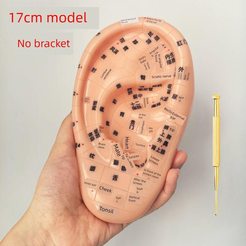 Teaching Version Auricular Points Model Multi-Acupoint Acupuncture Ear Acupuncture Model Auricular Points Mold Extra Large Ear Model with Bracket