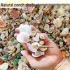 Colorful Seashell Conch Decor for Aquarium & DIY Projects - Mixed Pack for Hermit Crabs