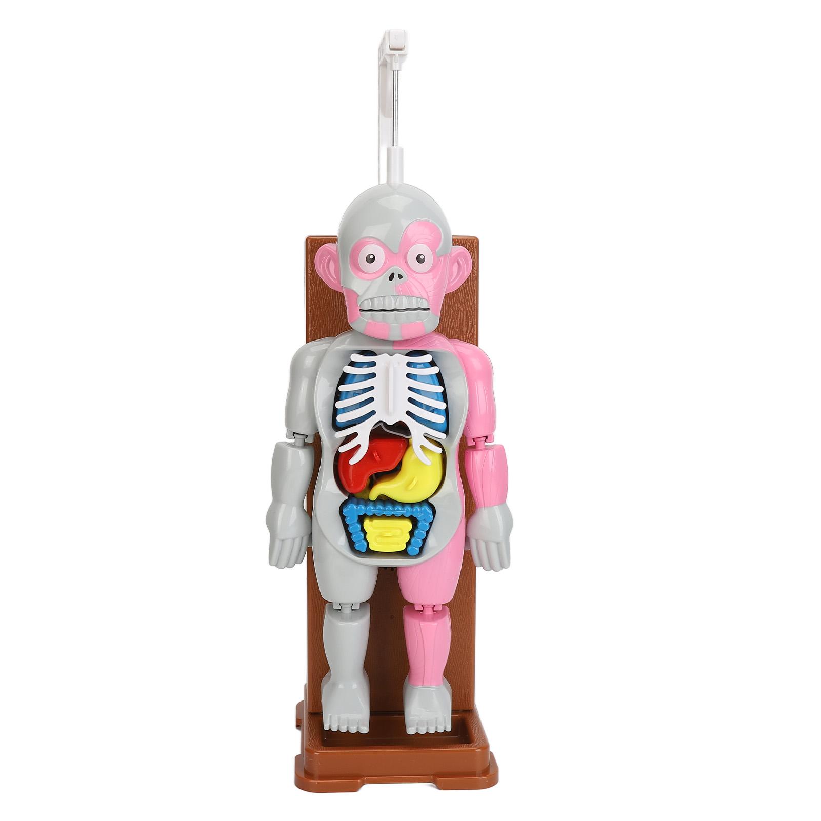 

Игрушка «Анатомия человеческого тела», образовательный интерактивный реалистичный прочный игровой набор для изучения анатомии для малышей