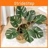 Monstera Plant Deliciosa Liebm Leaves Wall Greenery Enhancement Decor