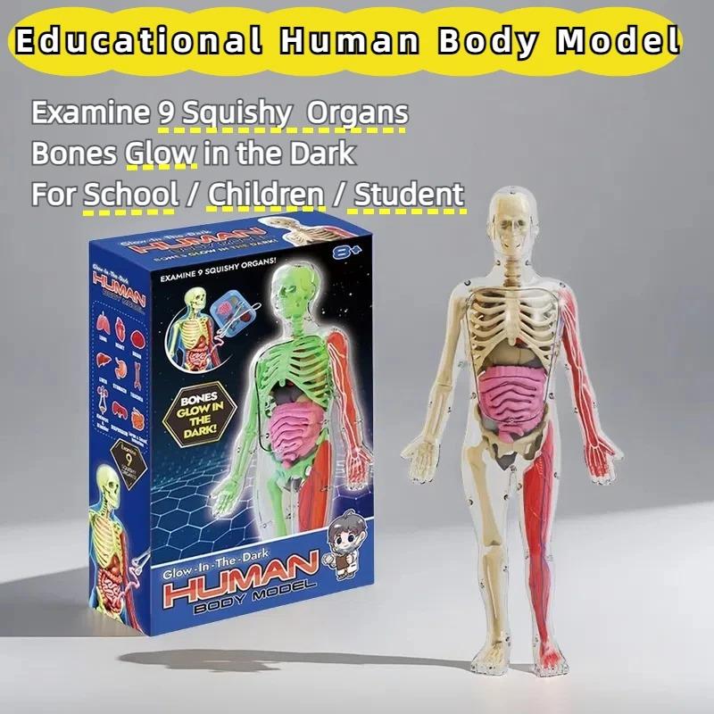 Model lidského těla pro děti, stavebnice vědeckého modelu kostry, která svítí ve tmě, 30dílný anatomický model, interaktivní vzdělávací hračky pro děti