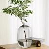 Minimalist Large Belly Glass Joy Vase for Hydroponic and Indoor Green Plants, Japanese Style