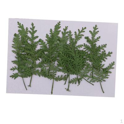 12pcs Natural Real Dried Leaves Wormwood for Christmas Making