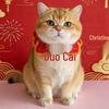 Handmade Red Knitted Pet Scarf: Warm New Year Outfit for Cats & Dogs