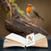 100 Pcs Funeral Seed Packets Lilly Robin Gifts Seeds Packets Memorial Funerals Favours For Guests Feed The Bird Envelopes Celebr