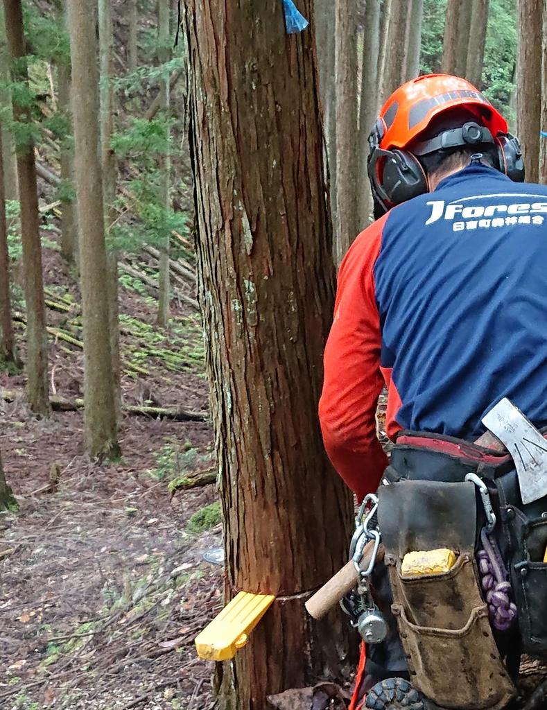 Safety Wedges for Large-scale Felling