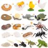 Animal Growth Cycle Montessori Figurines: Chicken, Duck, Goose, Butterfly, Turtle, Frog