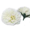 Soap Flowers Carnations Cream 10 Pieces