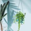 Coastal Fish Wall Planter Sturdy Hanging Basket Space-Saving Plant