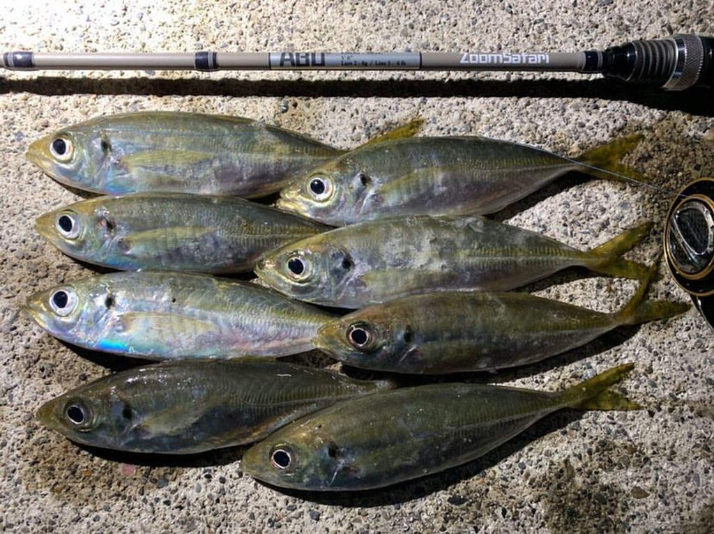 Abu Garcia Pack Rod Spinning ZoomSafari ZMSS-505L