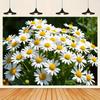 2D Nature Scenery with Blooming Daisies Themed Backdrop
