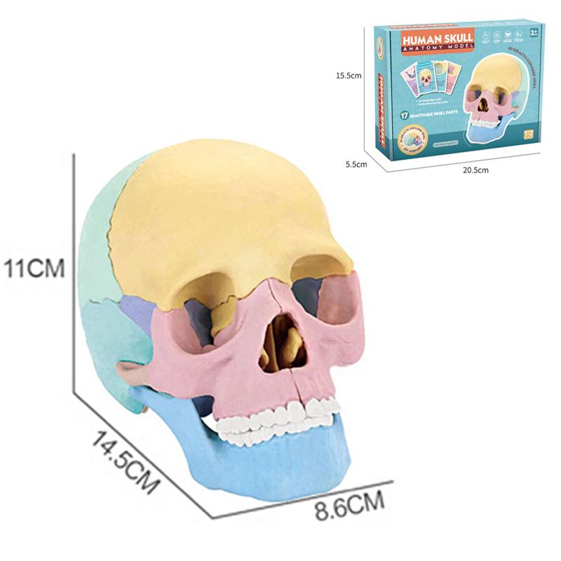 Giocattoli Educativi Anatomia del Cranio per Bambini Modello Anatomico degli Organi del Corpo Umano Specimen Cavità Orale Ausili Didattici Montessori