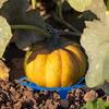 1-5Pcs Watermelon Stand Fruit Stand Support Basket Frame Vegetables Plant Tray Rack Melon Squash Pumpkin Protective Tools