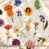 Handmade Transparent Plant & Flower Stickers for Creative DIY and Journaling