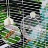 Auto Touch Activated Bird Waterer 250ml Corrosion Resistant Cage Attachment Water Dispenser for Low Waste Watering