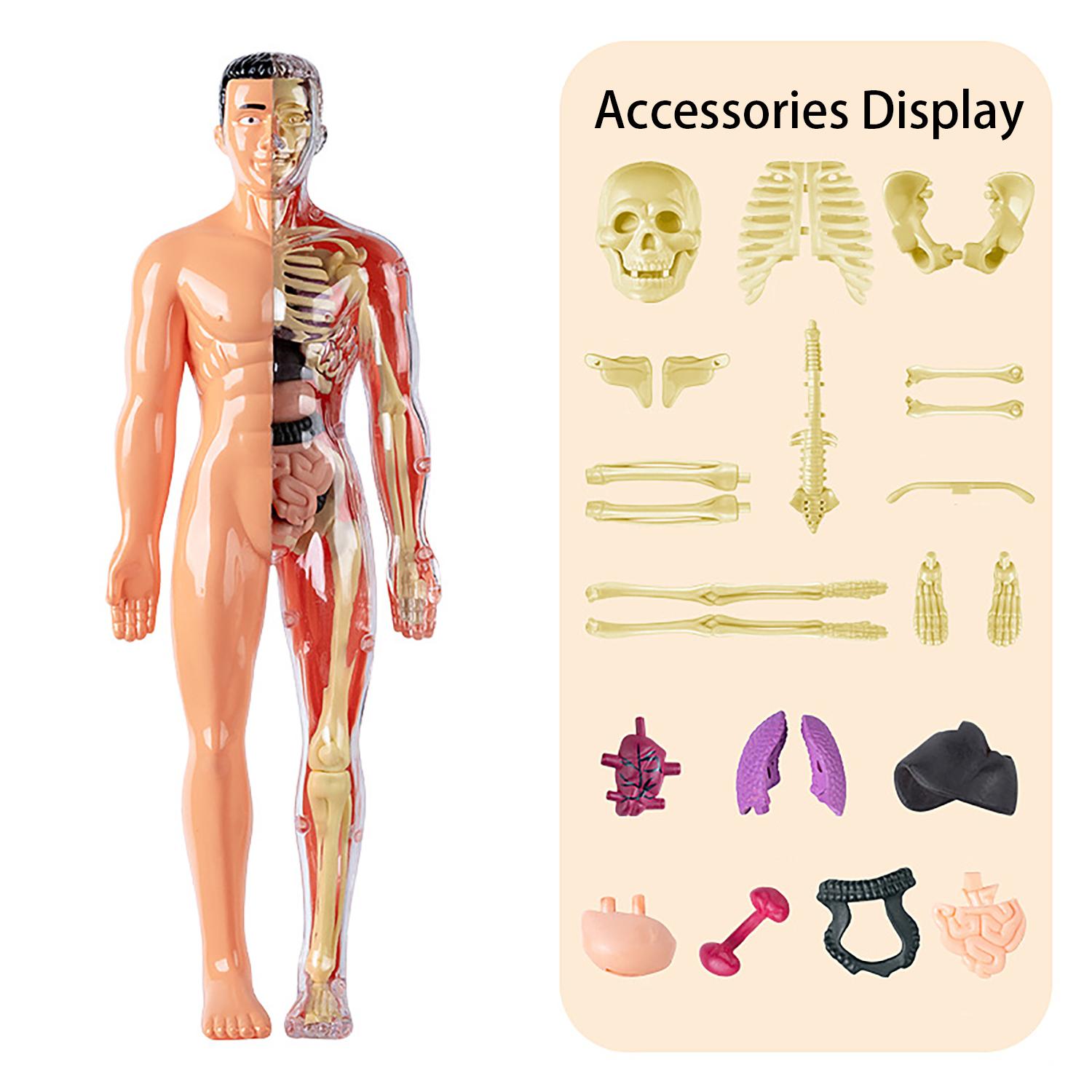 Детская STEM когнитивная развивающая игрушка, разборная и сборная, модель скелета всего тела, пазл развивающая игрушка для раннего обучения