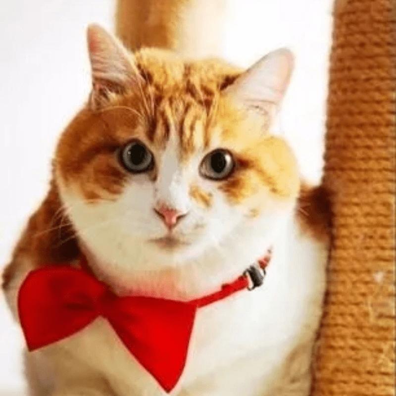 Pet Bow Tie Collar Adjustable Dog Cat Universal Small Dog Accessories Party Festival Dress Up Fashion Supplies