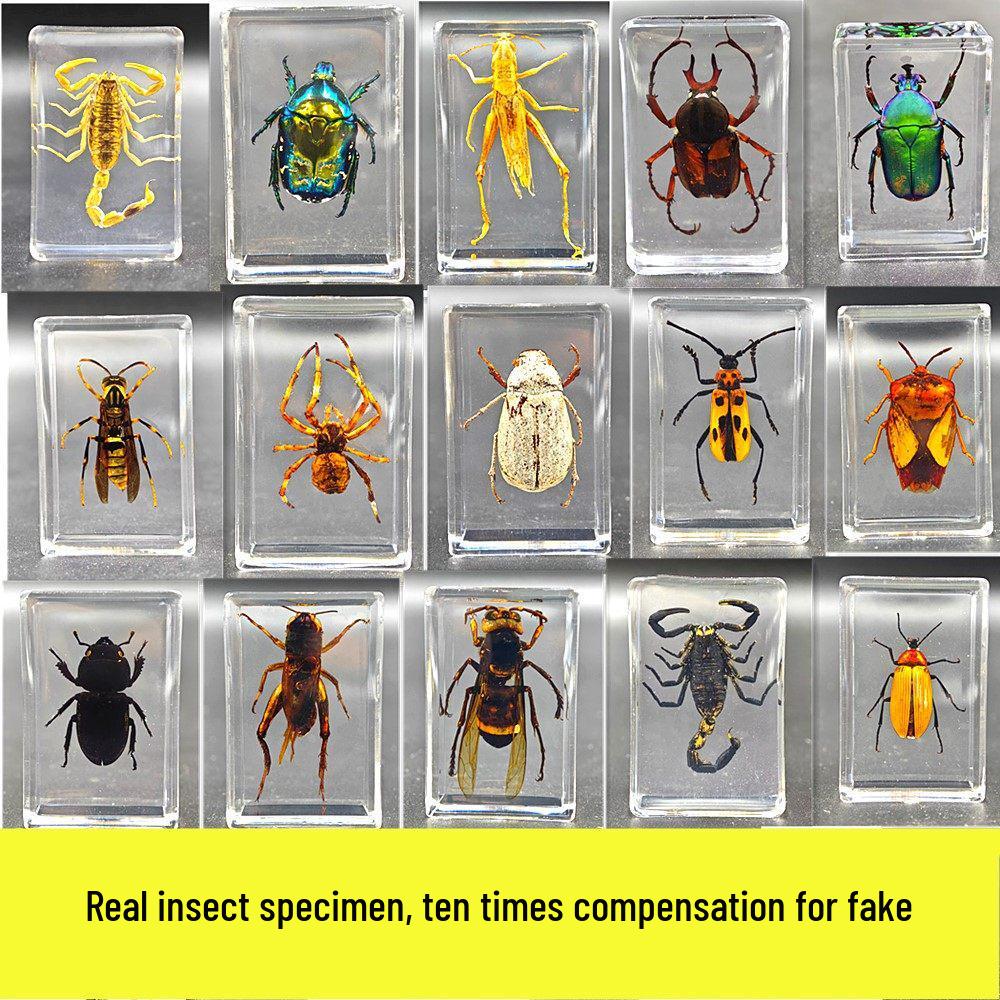 Okazy Owadów: Prawdziwy Pająk, Skorpion, Osa Błotna w Przezroczystej Żywicy do Nauczania i Dekoracji