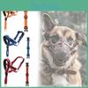 Perros – Collares y correas