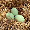 3pcs Wooden Fake Eggs for Hens – Heavy, Durable Nesting to Establish Fixed Laying Area, Coop