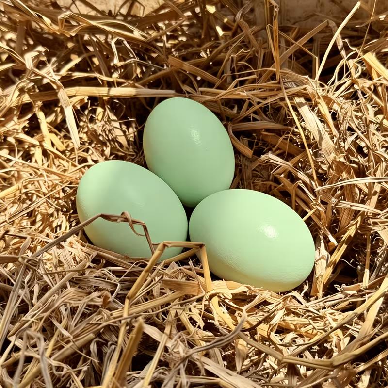 3pcs Wooden Fake Eggs for Hens – Heavy, Durable Nesting to Establish Fixed Laying Area, Coop
